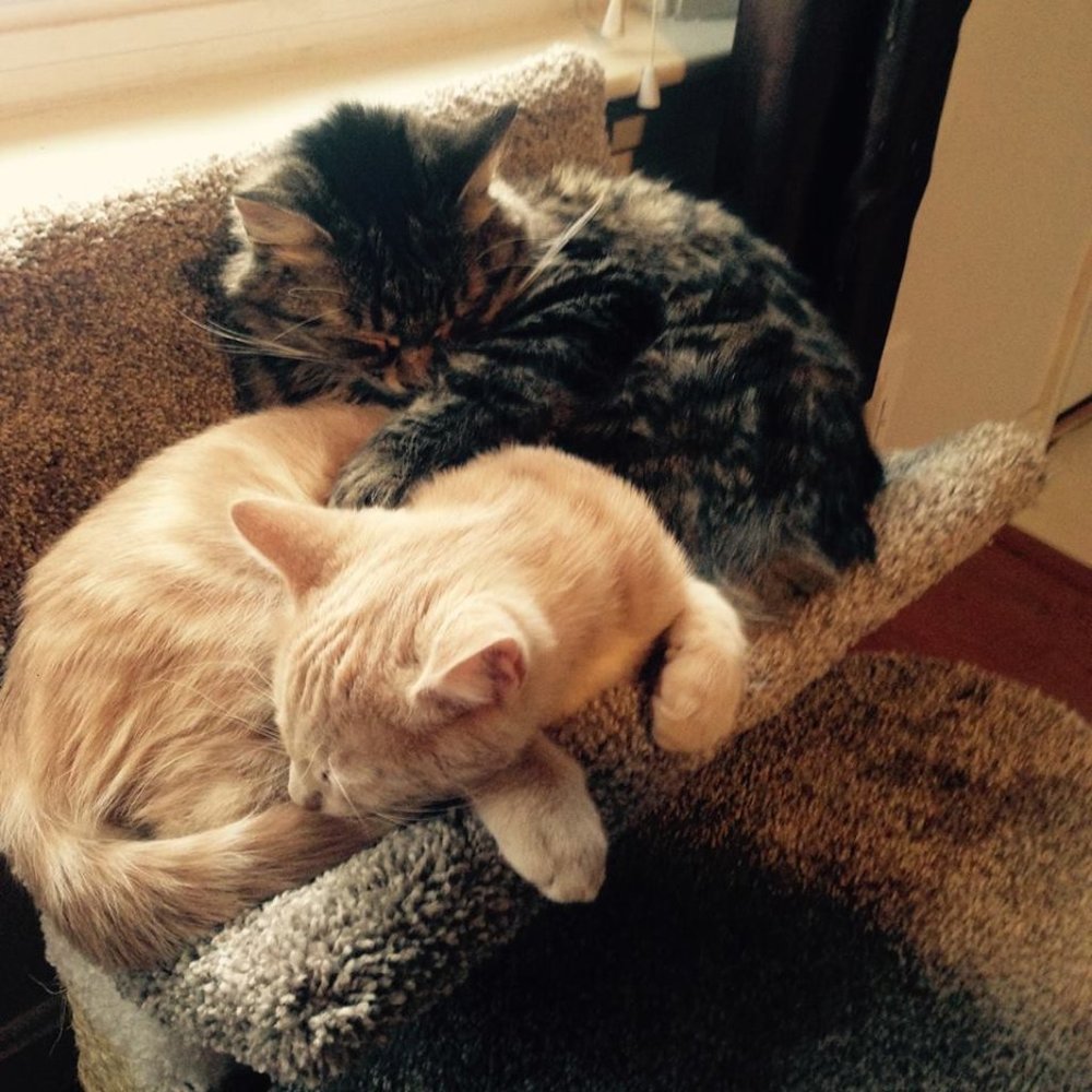 Meet your Posher, Lynne